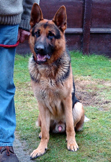 Heros Vom Suzyhof