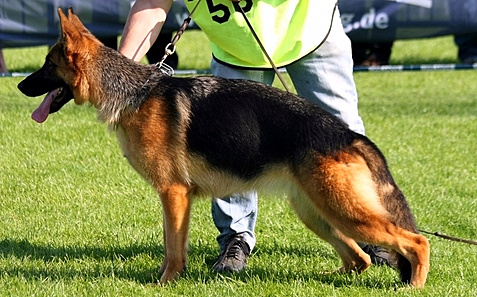 Jitte Vom Suzyhof