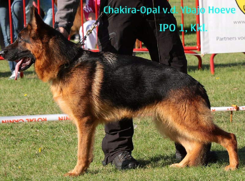 CH. Chakira-opal v.d. ybajo hoeve
